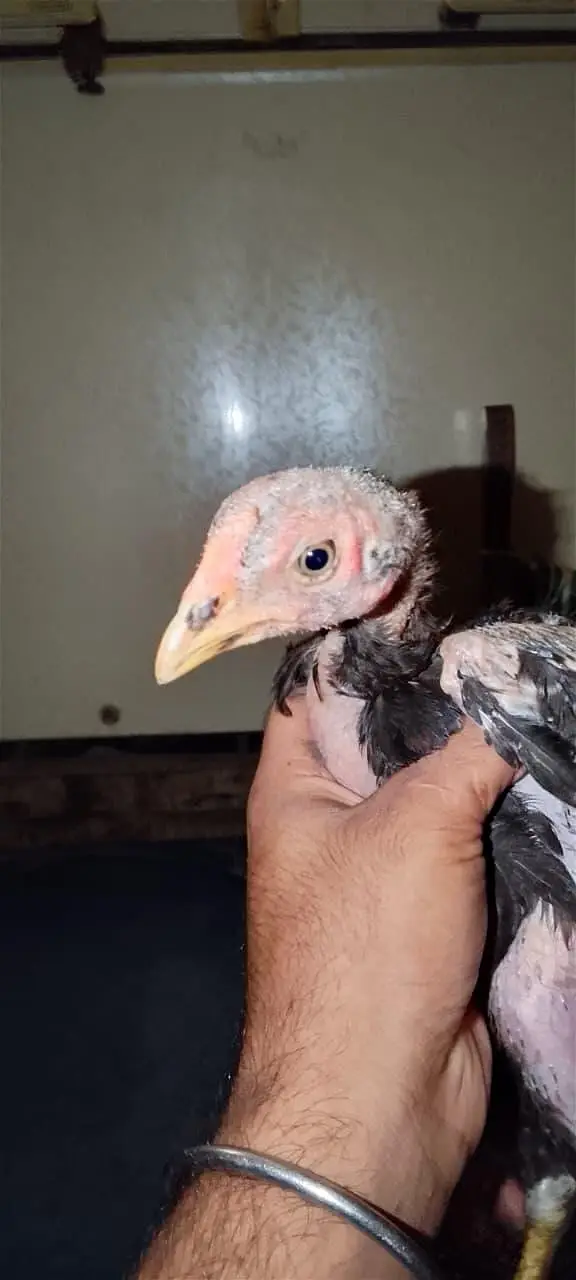 pure aseel thi bacha for sale age 2 month — photo 4