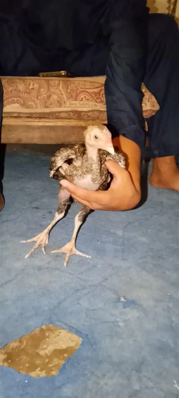 pure aseel thi bacha for sale age 2 month — photo 5