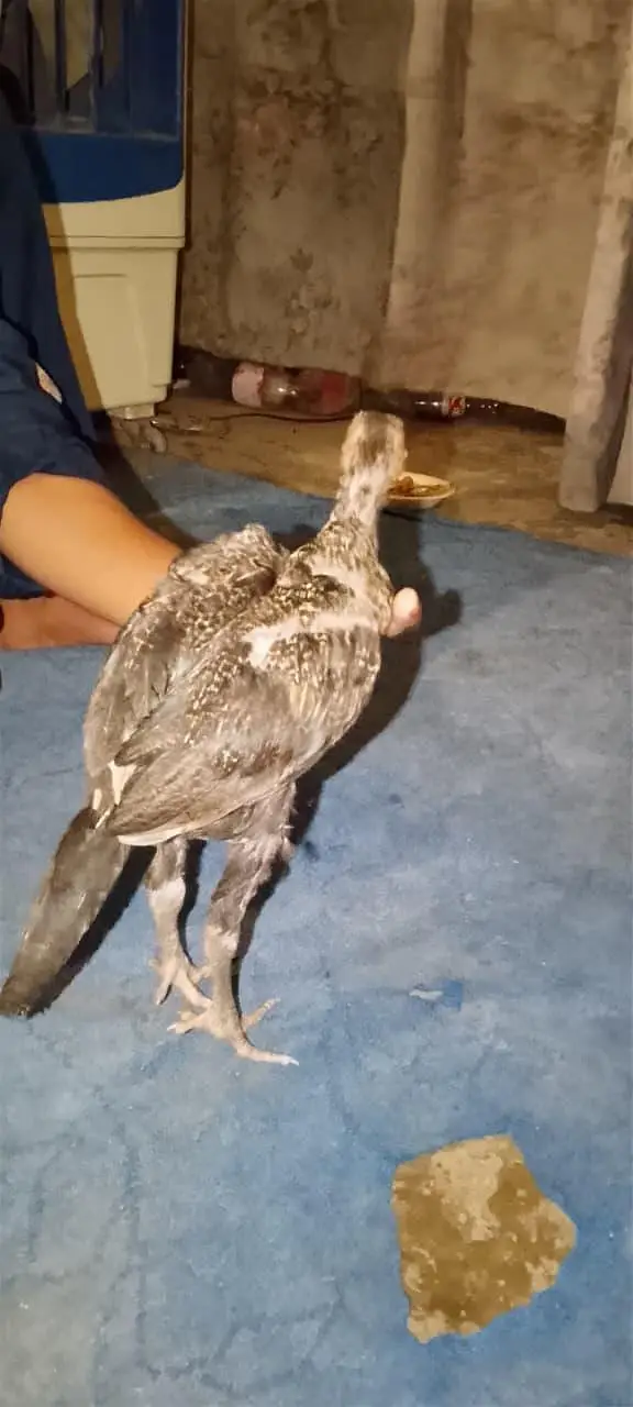 pure aseel thi bacha for sale age 2 month — photo 6