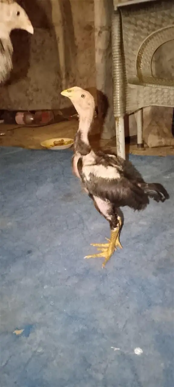 pure aseel thi bacha for sale age 2 month — photo 7