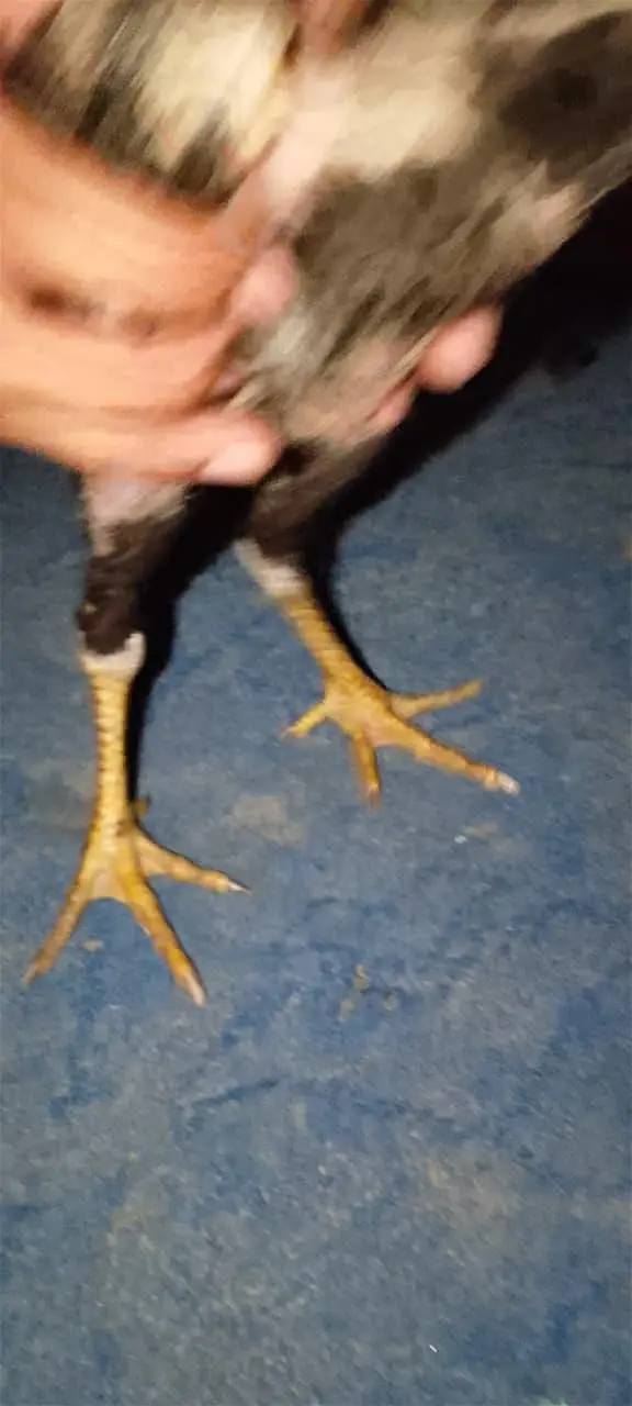 pure aseel thi bacha for sale age 2 month — photo 8