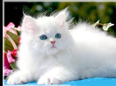 Cute White Persian Kitten with Blue Eyes – Urgent Sale