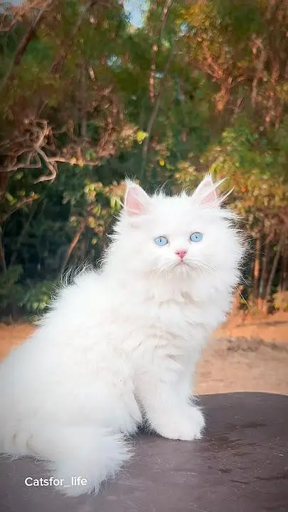 Cute White Persian Kitten with Blue Eyes – Urgent Sale — photo 2
