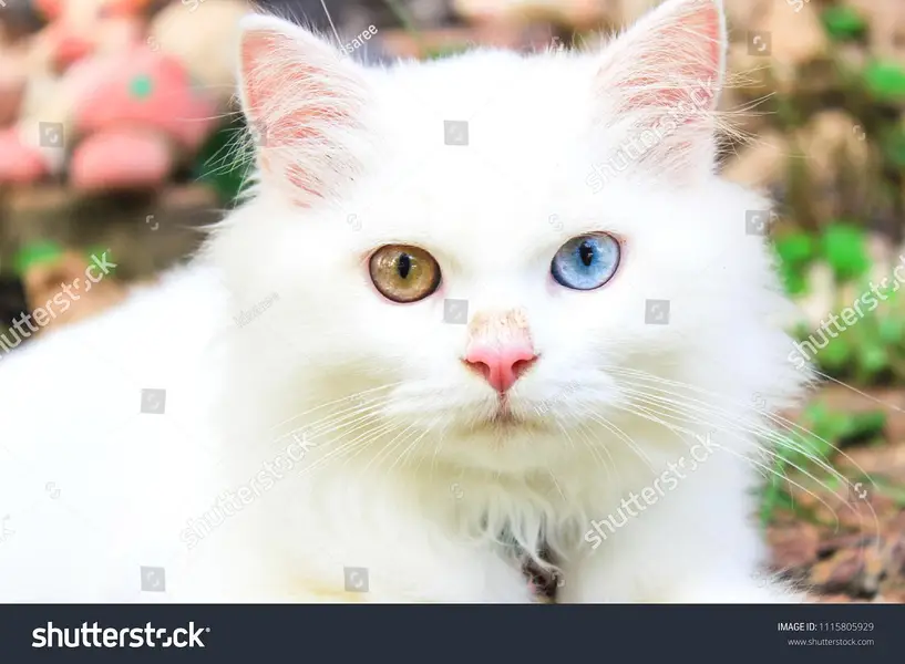 Cute White Persian Kitten with Blue Eyes – Urgent Sale — photo 3