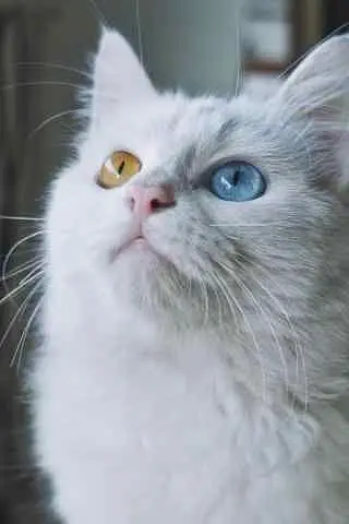 Cute White Persian Kitten with Blue Eyes – Urgent Sale — photo 4