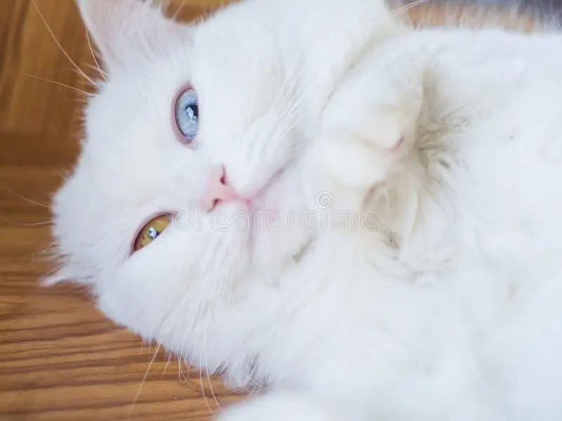 Cute White Persian Kitten with Blue Eyes – Urgent Sale — photo 5