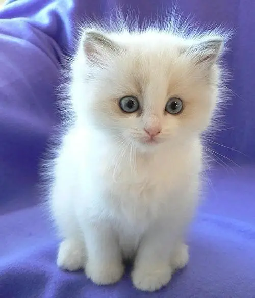 Cute White Persian Kitten with Blue Eyes – Urgent Sale — photo 7