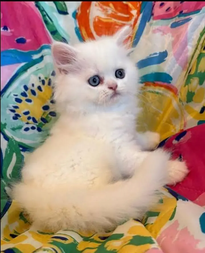 Cute White Persian Kitten with Blue Eyes – Urgent Sale — photo 8
