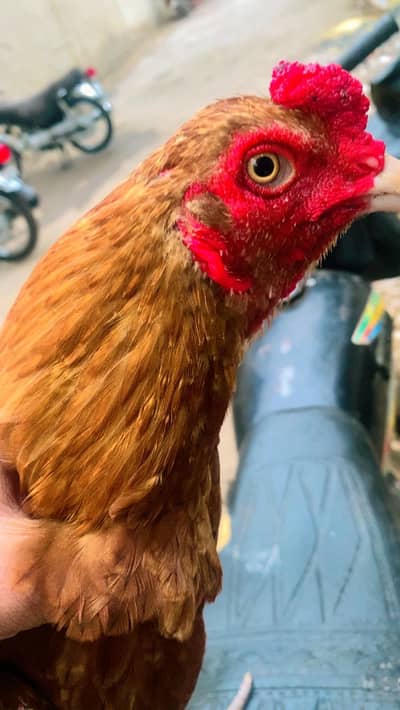 aseel misnwali peela patha hone breed