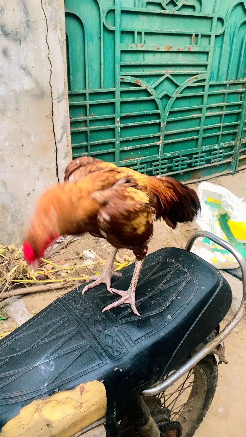 aseel misnwali peela patha hone breed — photo 2