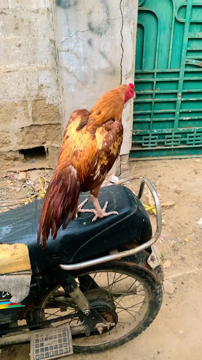 aseel misnwali peela patha hone breed — photo 3