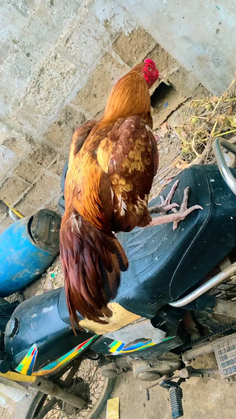 aseel misnwali peela patha hone breed — photo 4