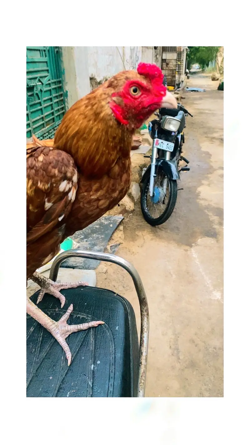aseel misnwali peela patha hone breed — photo 6