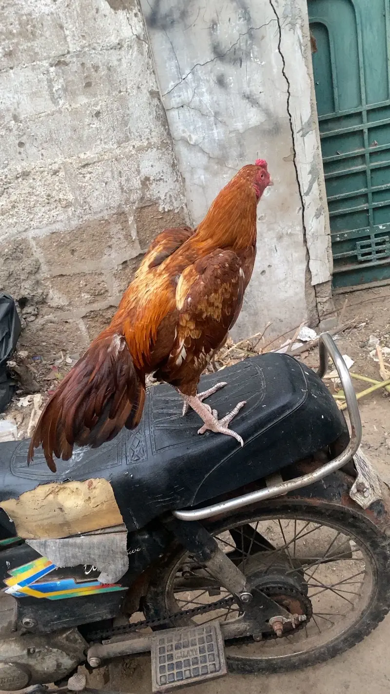 aseel misnwali peela patha hone breed — photo 7