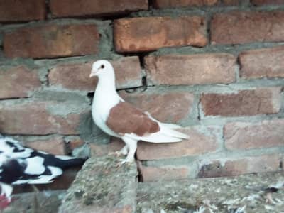 fancy pigeons