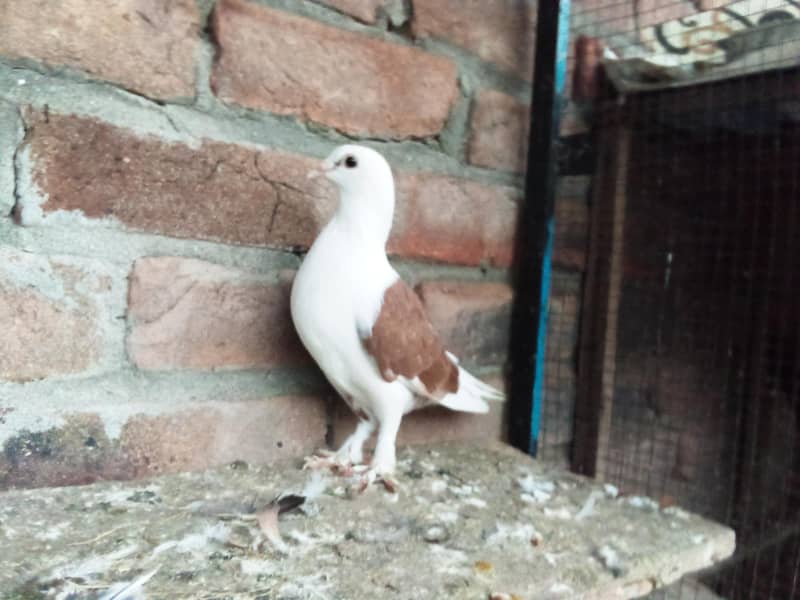 fancy pigeons 1