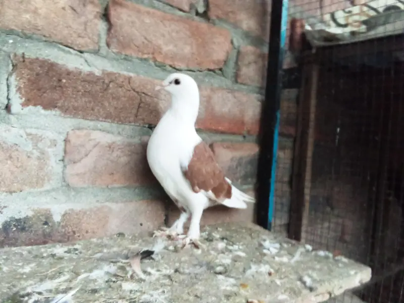 fancy pigeons — photo 2