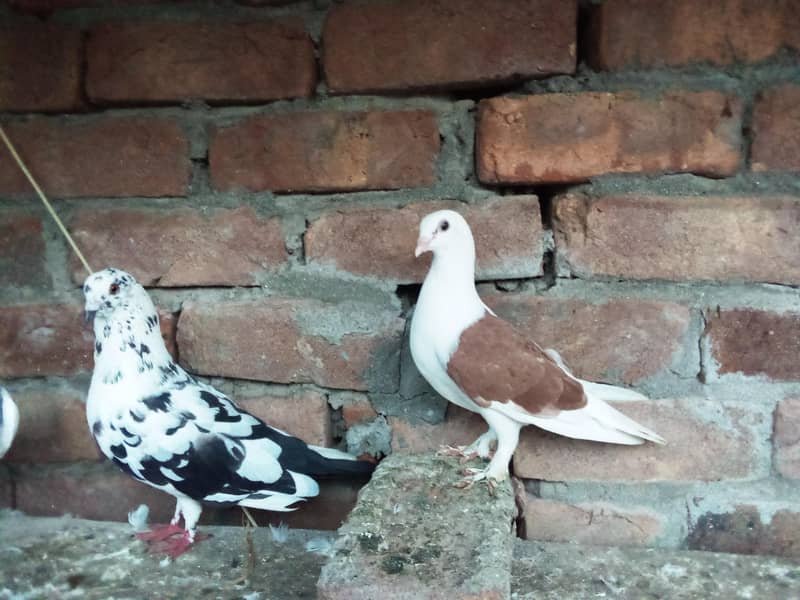 fancy pigeons 2