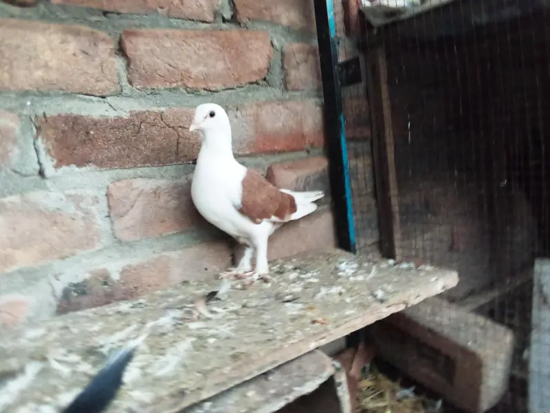 fancy pigeons — photo 4