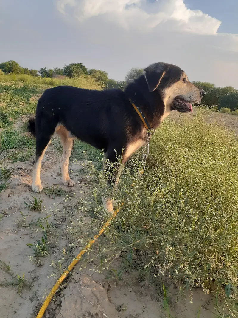 bakwarli male — photo 2