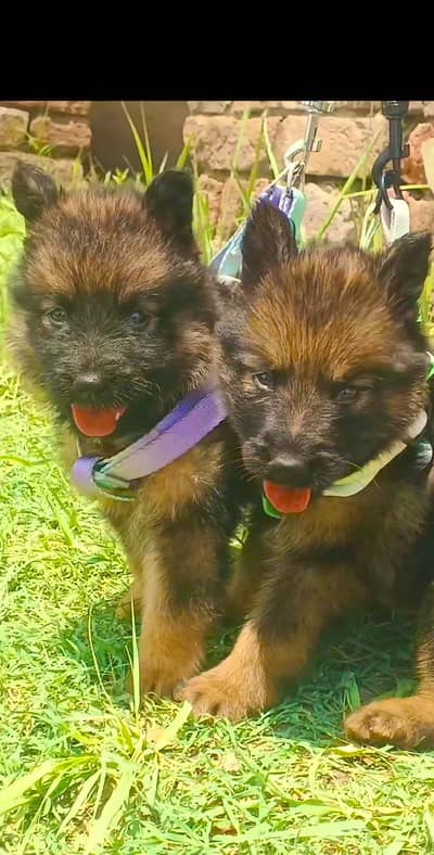 German Shepherd long coated pair for sale