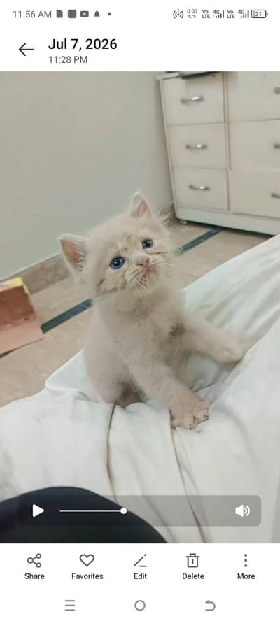 fully trained cat hai