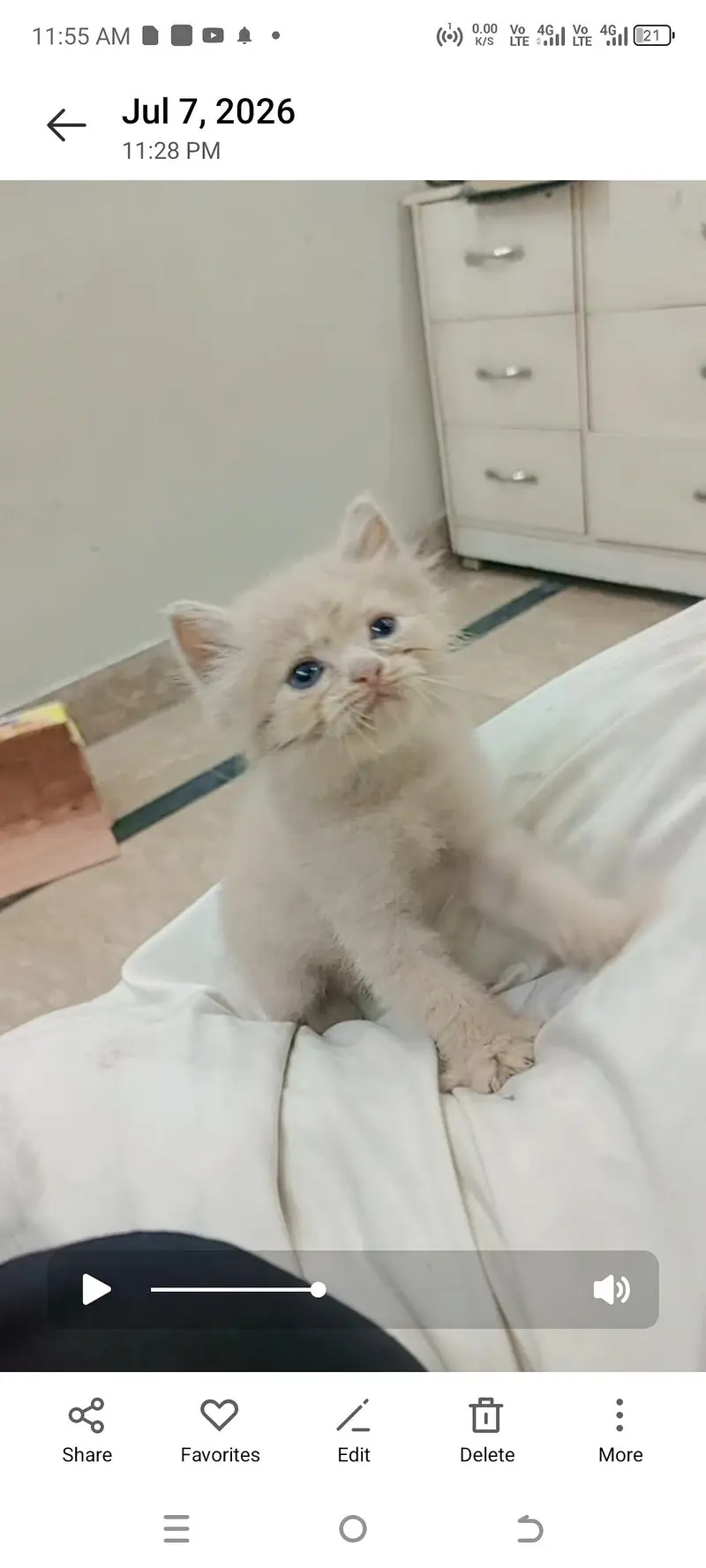 fully trained cat hai — photo 2