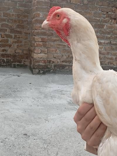 paper white patha for sale