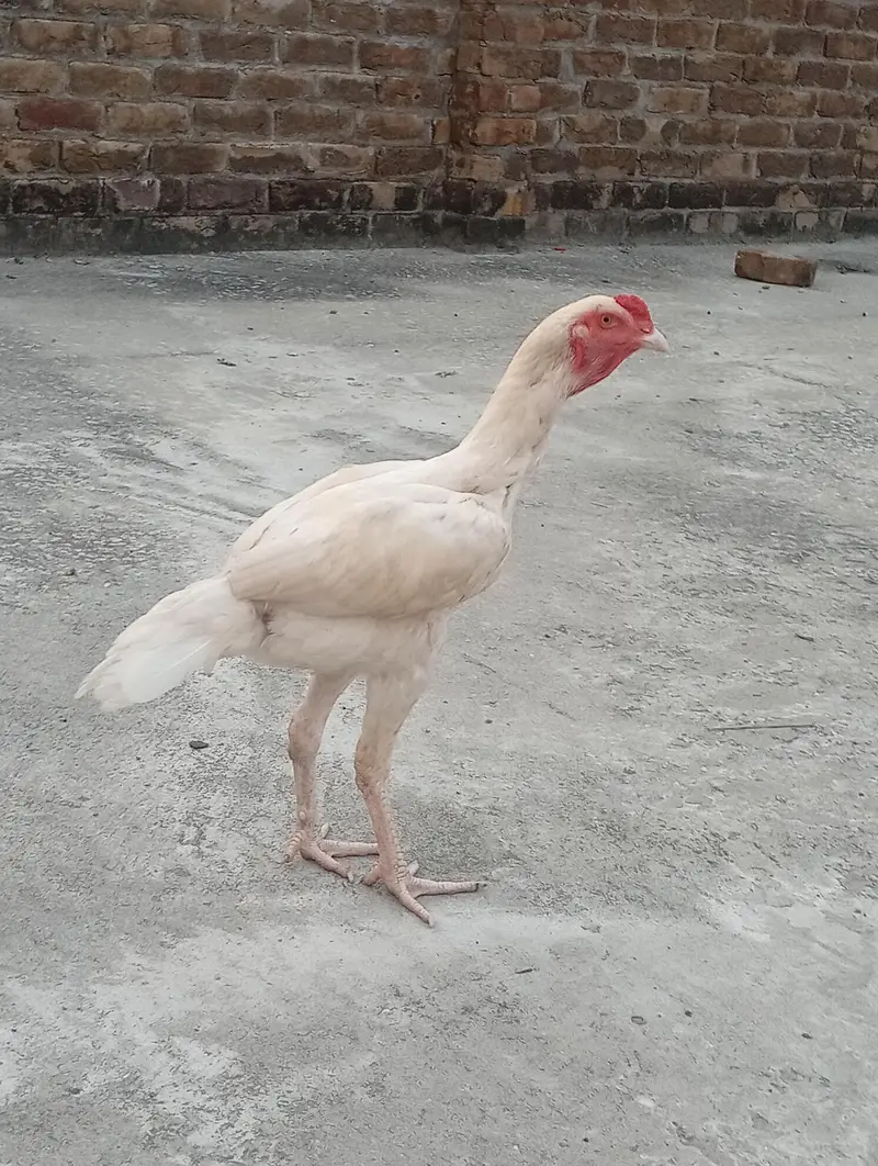paper white patha for sale — photo 3