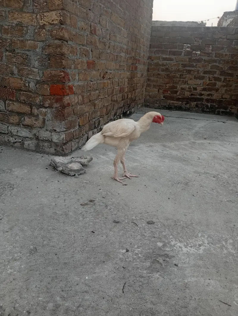paper white patha for sale — photo 4