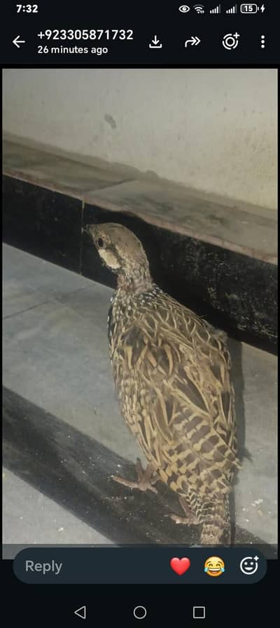 kohati clear pathai available 3 piece full helathy active or kohati