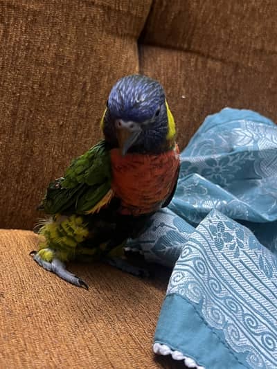 Rainbow lorikeet Henry