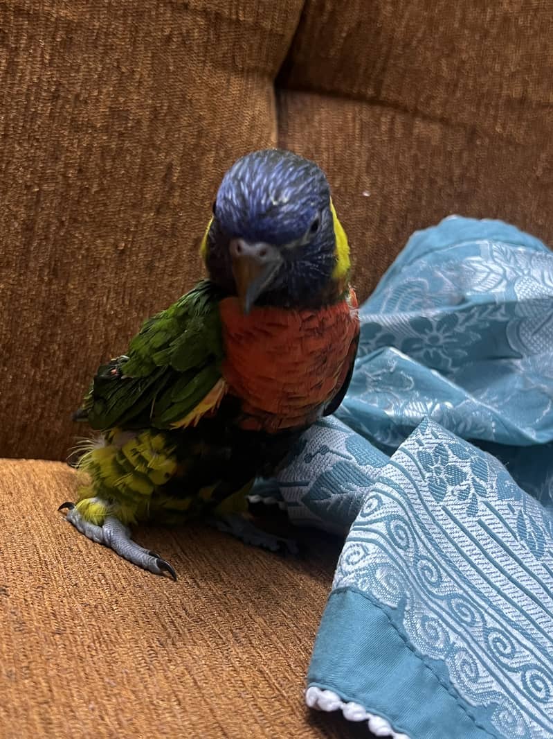 Rainbow lorikeet 0