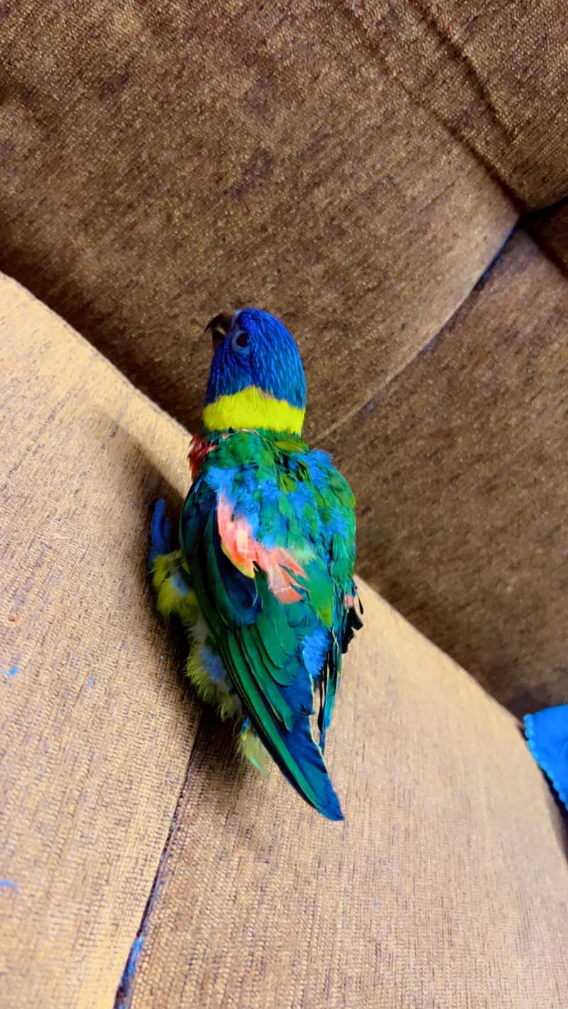 Rainbow lorikeet 1