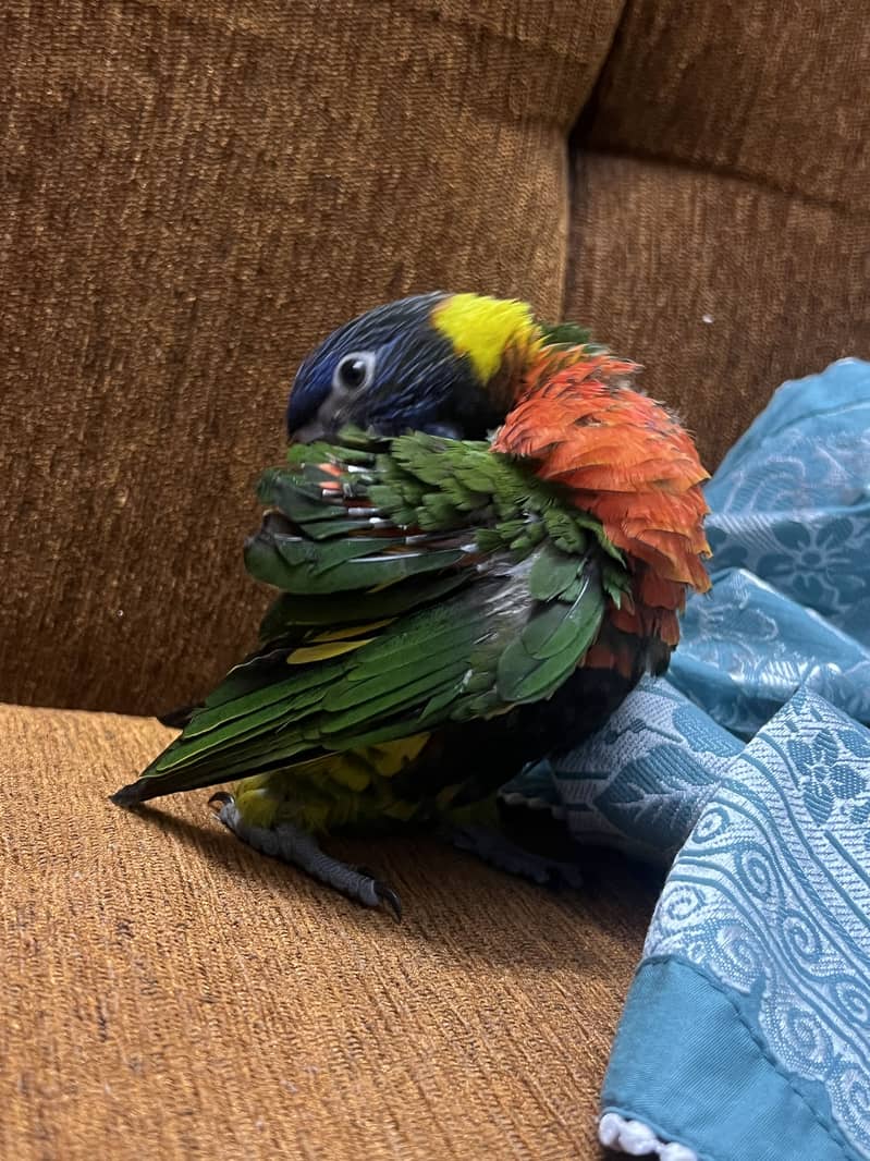 Rainbow lorikeet 2