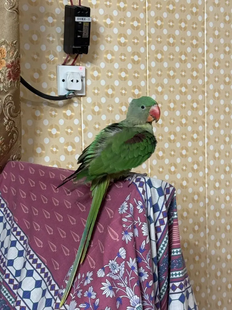 Rah male — photo 2