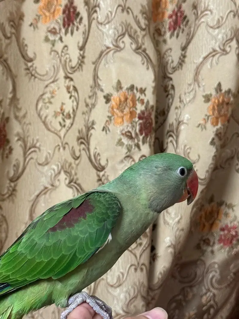 Rah male — photo 3