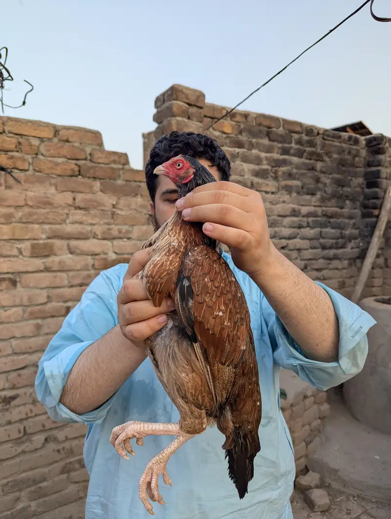 aseel lasani — photo 3