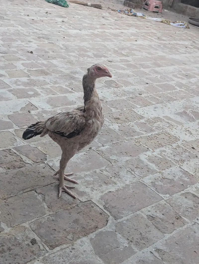 aseel lasani — photo 4
