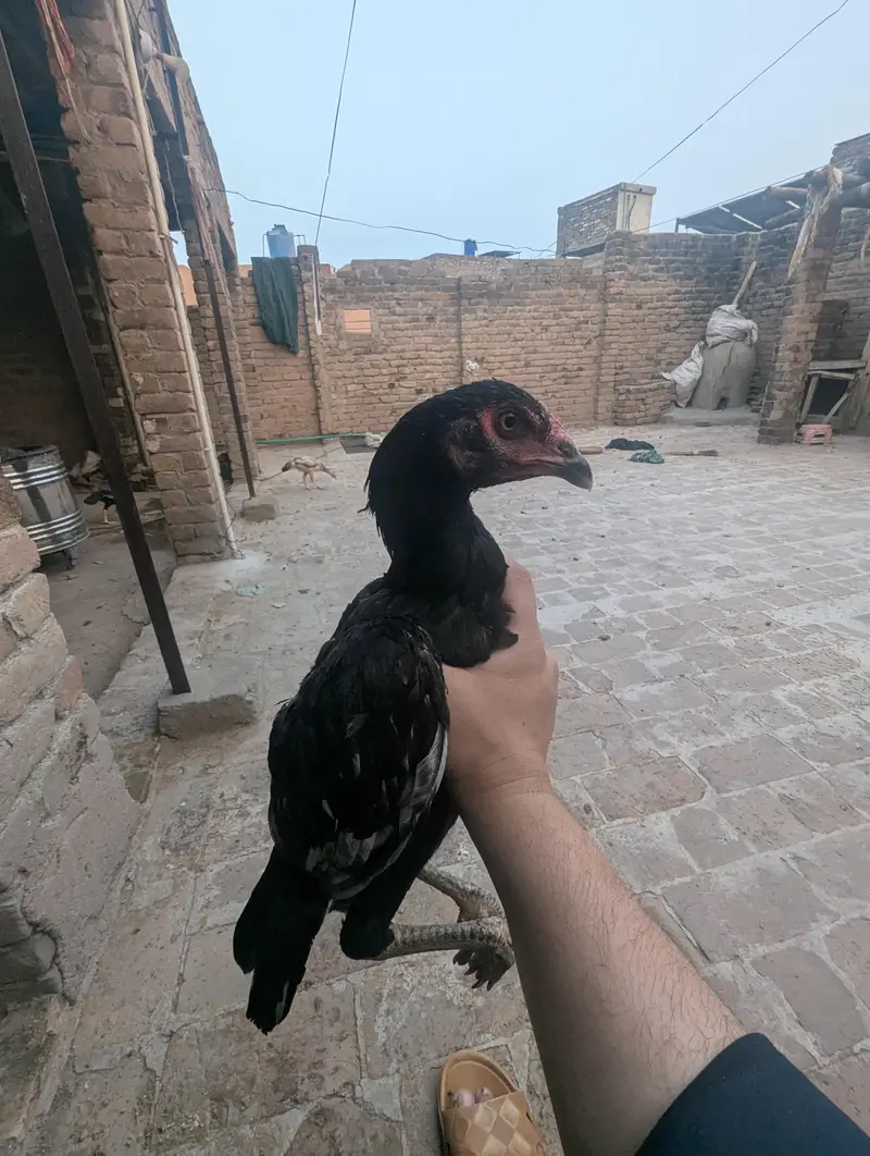 aseel lasani — photo 5