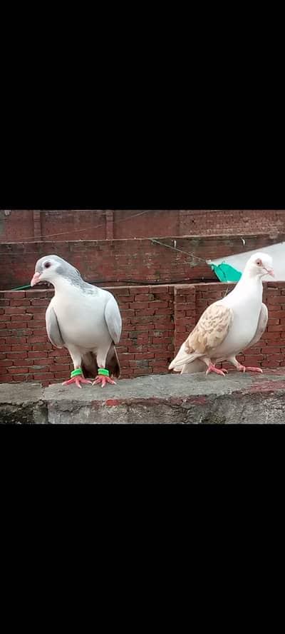 breader pair available