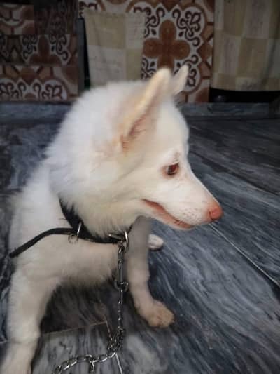 Russian puppy for urgent sell