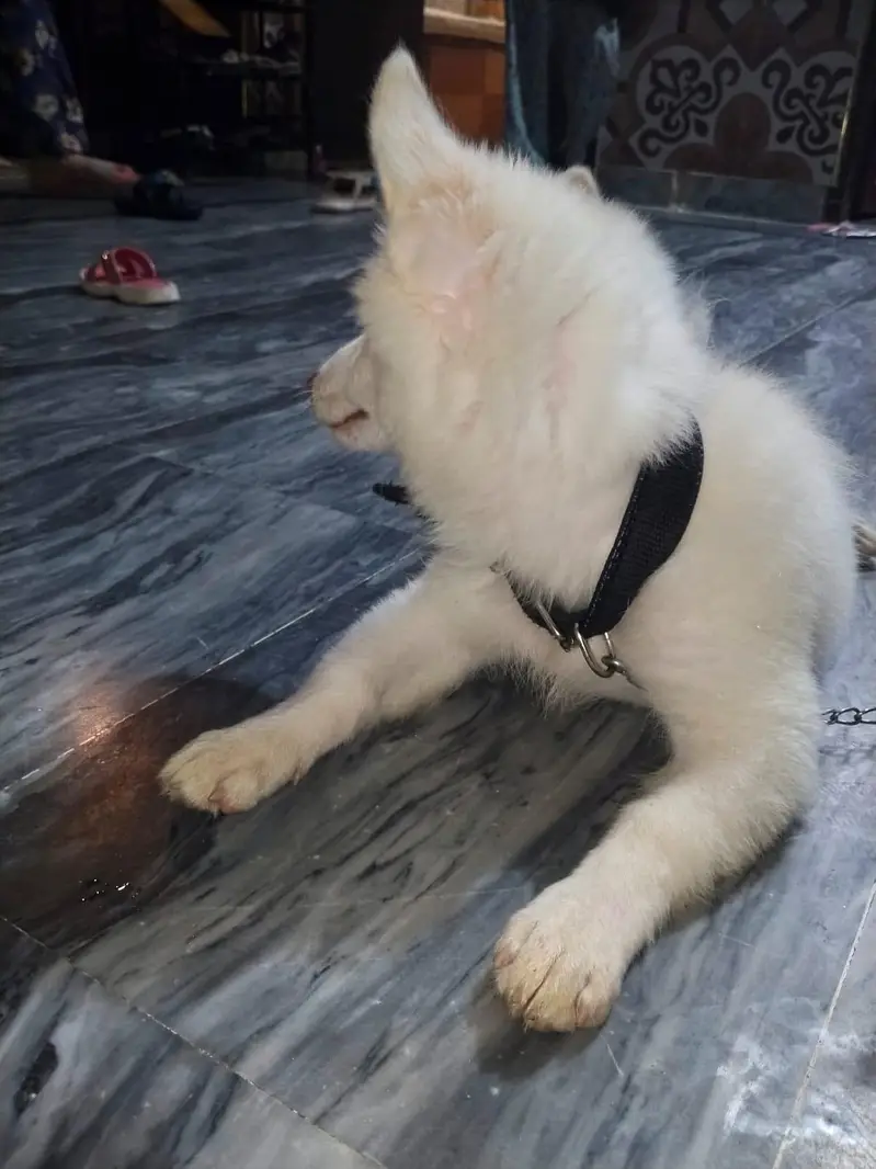 Russian puppy for urgent sell — photo 2