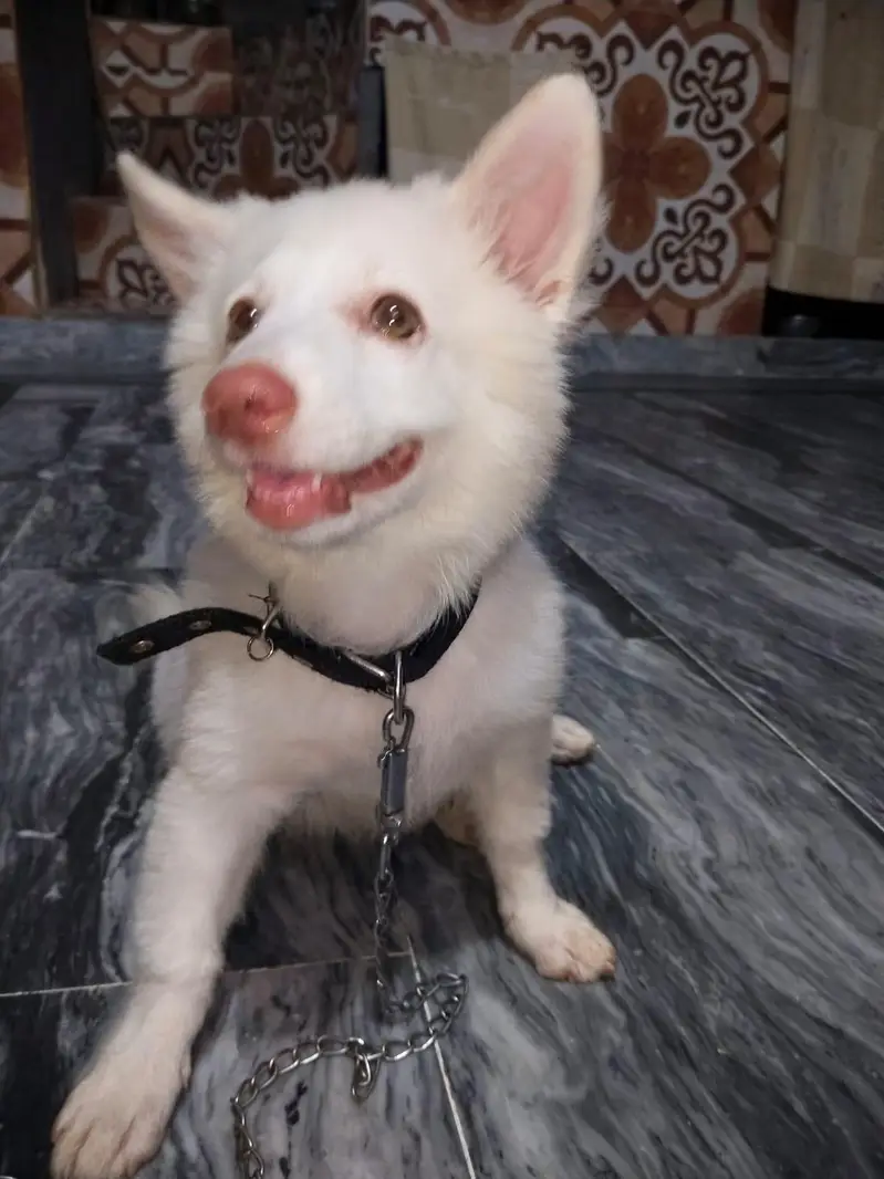 Russian puppy for urgent sell — photo 4