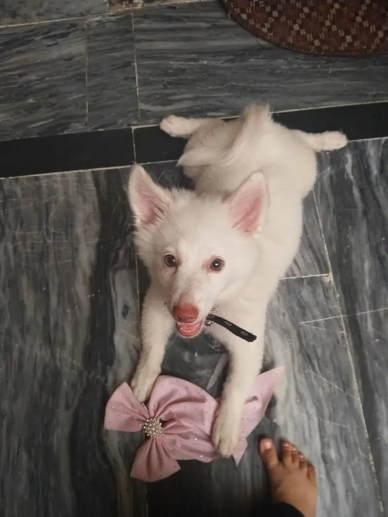 Russian puppy for urgent sell — photo 5