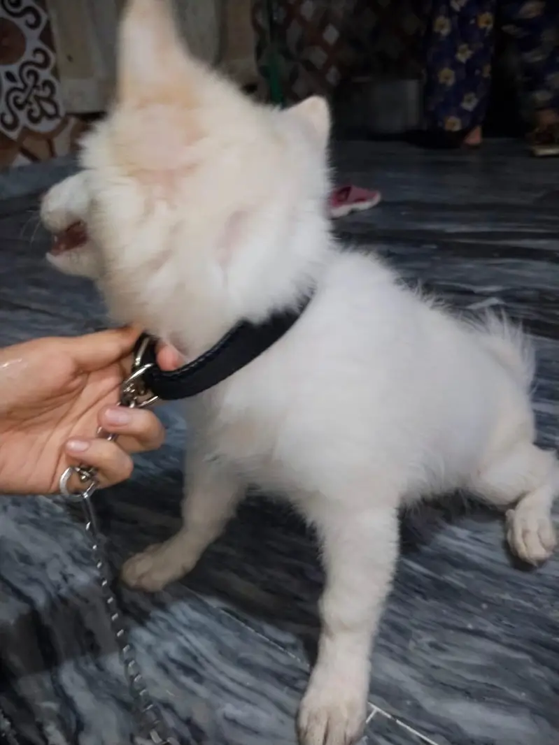 Russian puppy for urgent sell — photo 6