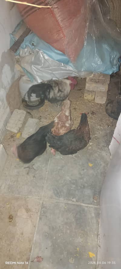 2 male 7 female