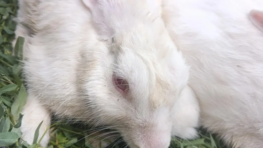 Female Rabbits