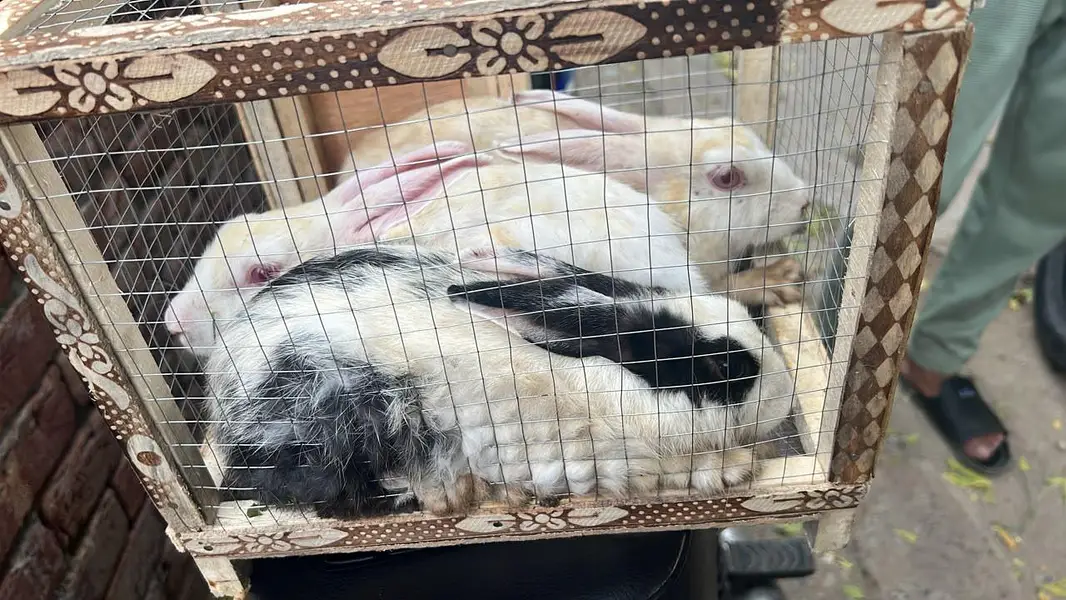 Female Rabbits — photo 2