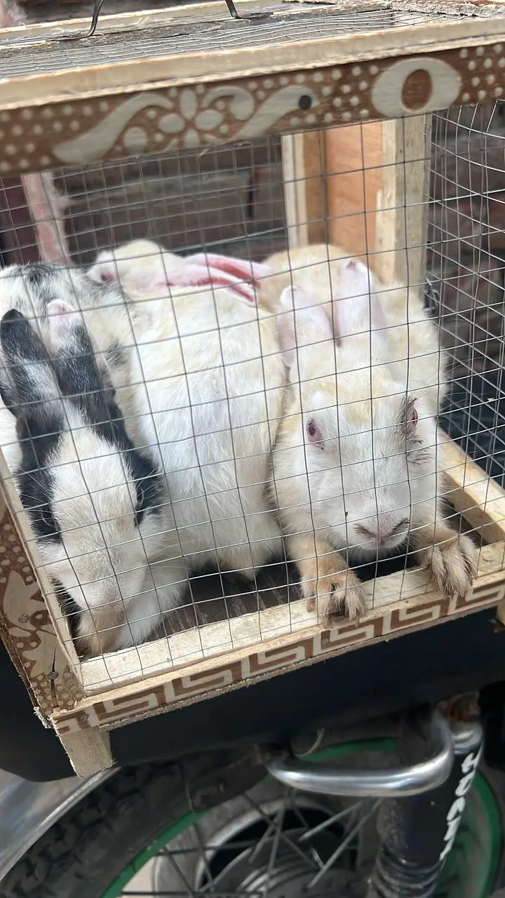 Female Rabbits — photo 3